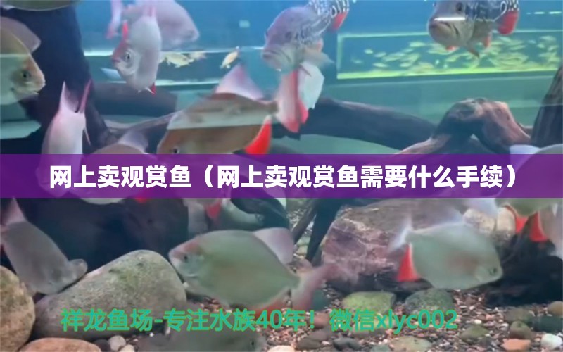 網(wǎng)上賣觀賞魚（網(wǎng)上賣觀賞魚需要什么手續(xù)）