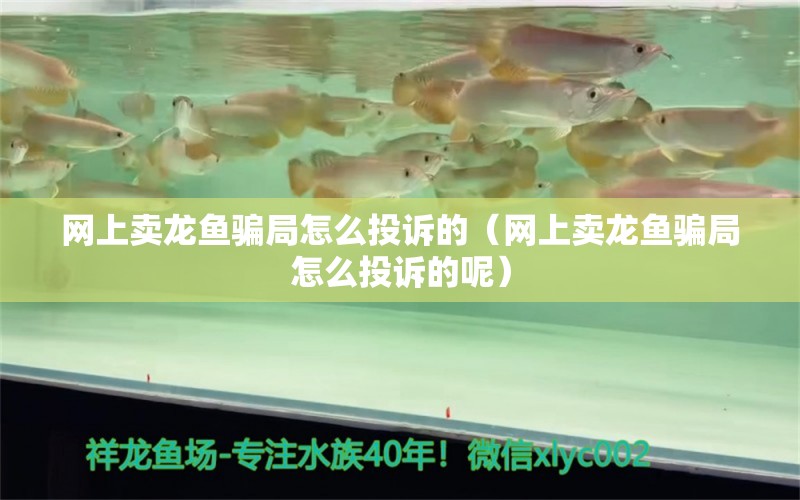 網(wǎng)上賣(mài)龍魚(yú)騙局怎么投訴的（網(wǎng)上賣(mài)龍魚(yú)騙局怎么投訴的呢）