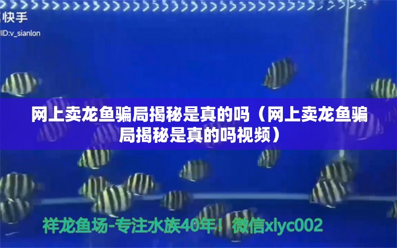 網上賣龍魚騙局揭秘是真的嗎（網上賣龍魚騙局揭秘是真的嗎視頻）