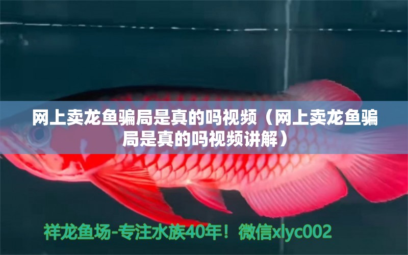 網(wǎng)上賣龍魚騙局是真的嗎視頻（網(wǎng)上賣龍魚騙局是真的嗎視頻講解） 網(wǎng)上購買觀賞魚