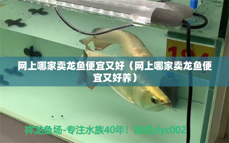 網上哪家賣龍魚便宜又好（網上哪家賣龍魚便宜又好養(yǎng)） 網上購買觀賞魚