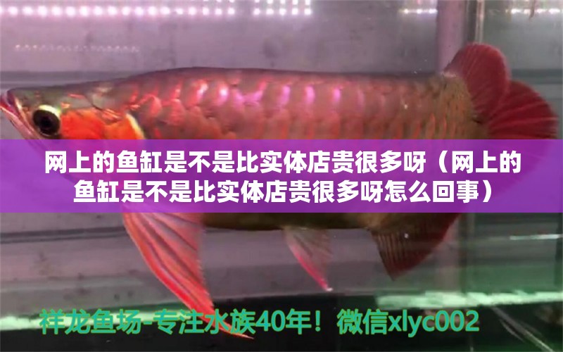 網(wǎng)上的魚(yú)缸是不是比實(shí)體店貴很多呀（網(wǎng)上的魚(yú)缸是不是比實(shí)體店貴很多呀怎么回事）