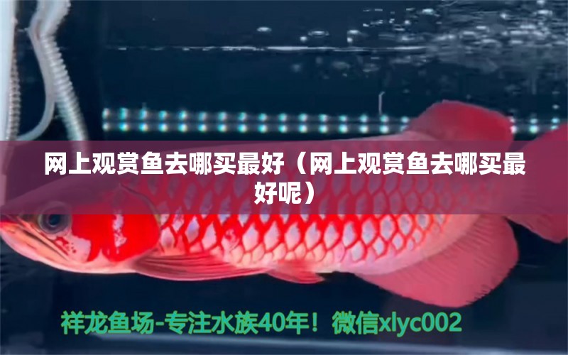 網(wǎng)上觀賞魚(yú)去哪買(mǎi)最好（網(wǎng)上觀賞魚(yú)去哪買(mǎi)最好呢） 祥龍水族醫(yī)院