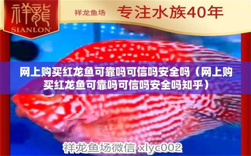 網(wǎng)上購買紅龍魚可靠嗎可信嗎安全嗎（網(wǎng)上購買紅龍魚可靠嗎可信嗎安全嗎知乎） 網(wǎng)上購買觀賞魚