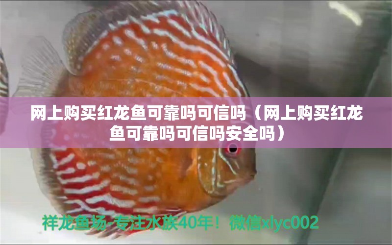 網(wǎng)上購買紅龍魚可靠嗎可信嗎（網(wǎng)上購買紅龍魚可靠嗎可信嗎安全嗎）