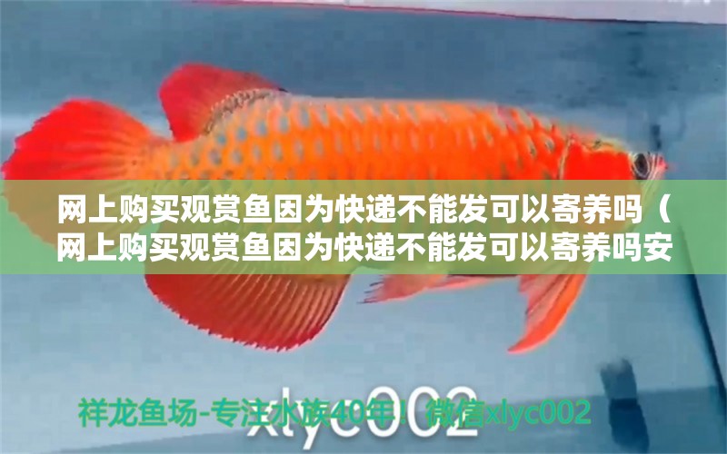 網(wǎng)上購買觀賞魚因為快遞不能發(fā)可以寄養(yǎng)嗎（網(wǎng)上購買觀賞魚因為快遞不能發(fā)可以寄養(yǎng)嗎安全嗎）