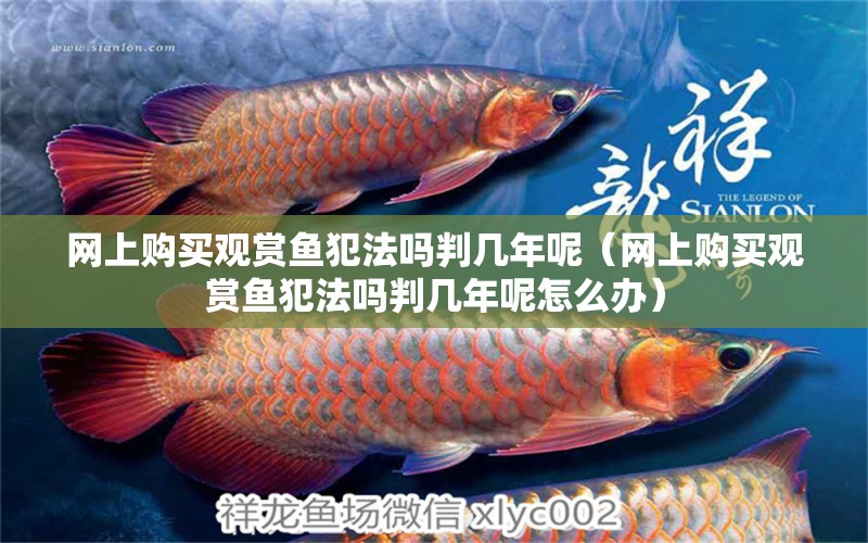 網(wǎng)上購(gòu)買觀賞魚犯法嗎判幾年呢（網(wǎng)上購(gòu)買觀賞魚犯法嗎判幾年呢怎么辦）