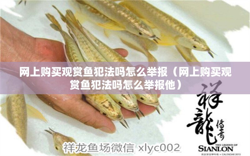 網(wǎng)上購(gòu)買觀賞魚犯法嗎怎么舉報(bào)（網(wǎng)上購(gòu)買觀賞魚犯法嗎怎么舉報(bào)他）