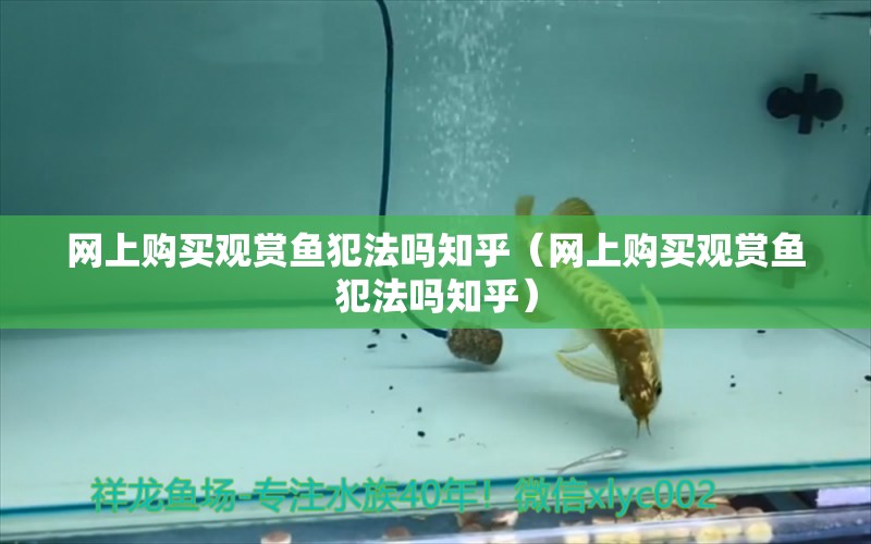 網(wǎng)上購買觀賞魚犯法嗎知乎（網(wǎng)上購買觀賞魚犯法嗎知乎） 網(wǎng)上購買觀賞魚