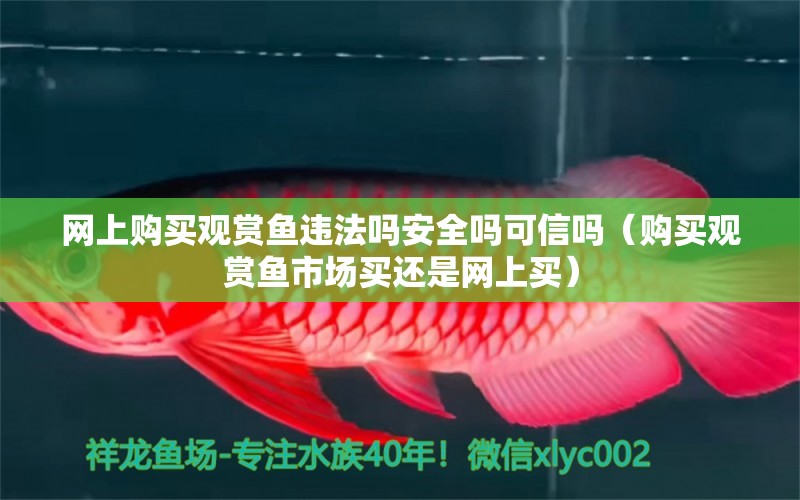 網(wǎng)上購買觀賞魚違法嗎安全嗎可信嗎（購買觀賞魚市場買還是網(wǎng)上買）