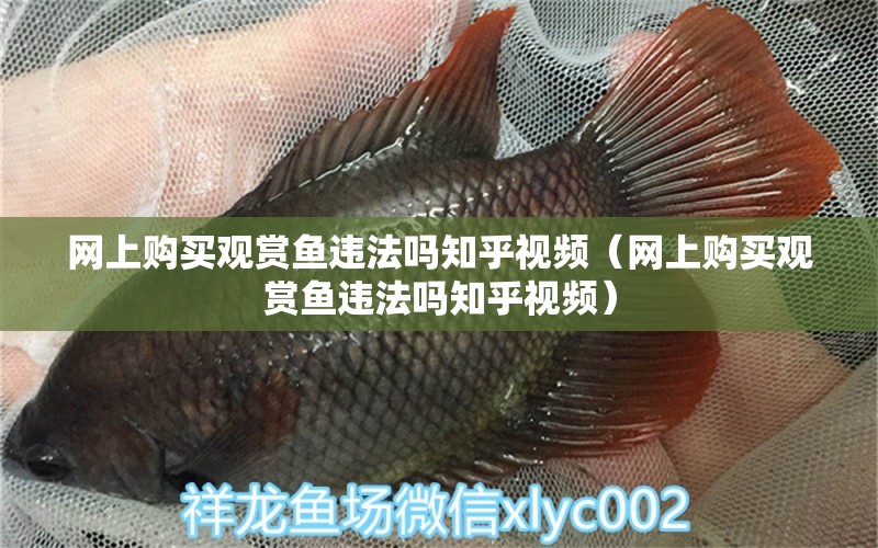 網(wǎng)上購(gòu)買觀賞魚違法嗎知乎視頻（網(wǎng)上購(gòu)買觀賞魚違法嗎知乎視頻）