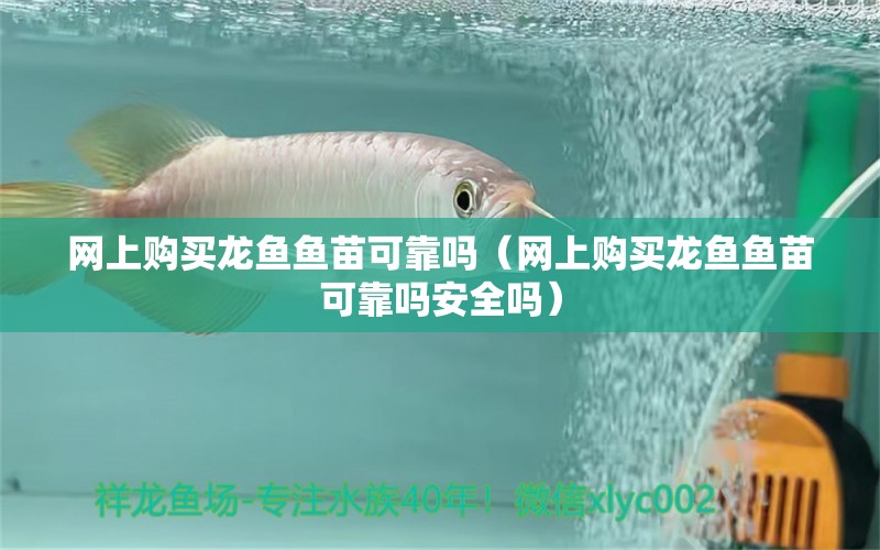 網(wǎng)上購買龍魚魚苗可靠嗎（網(wǎng)上購買龍魚魚苗可靠嗎安全嗎）