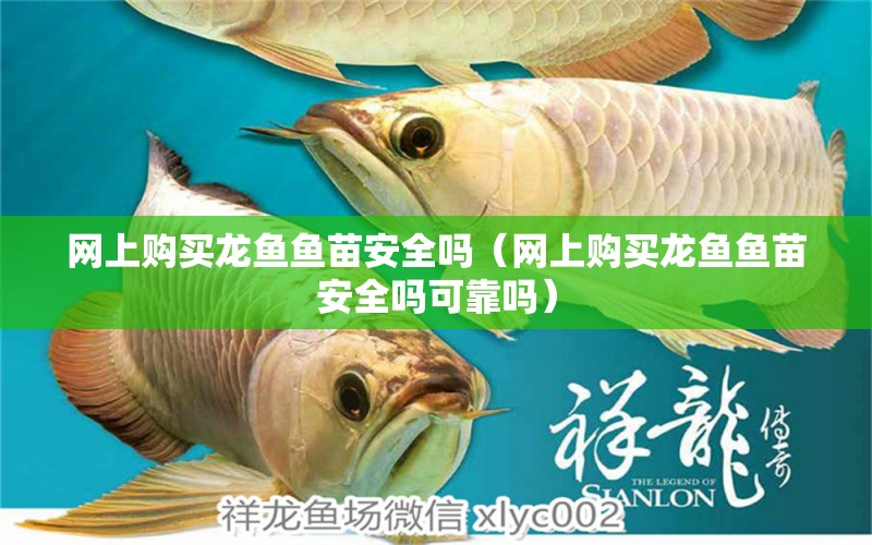 網(wǎng)上購買龍魚魚苗安全嗎（網(wǎng)上購買龍魚魚苗安全嗎可靠嗎） 網(wǎng)上購買觀賞魚