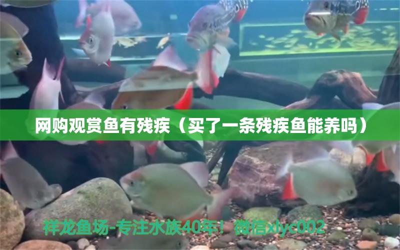 網(wǎng)購(gòu)觀賞魚有殘疾（買了一條殘疾魚能養(yǎng)嗎）