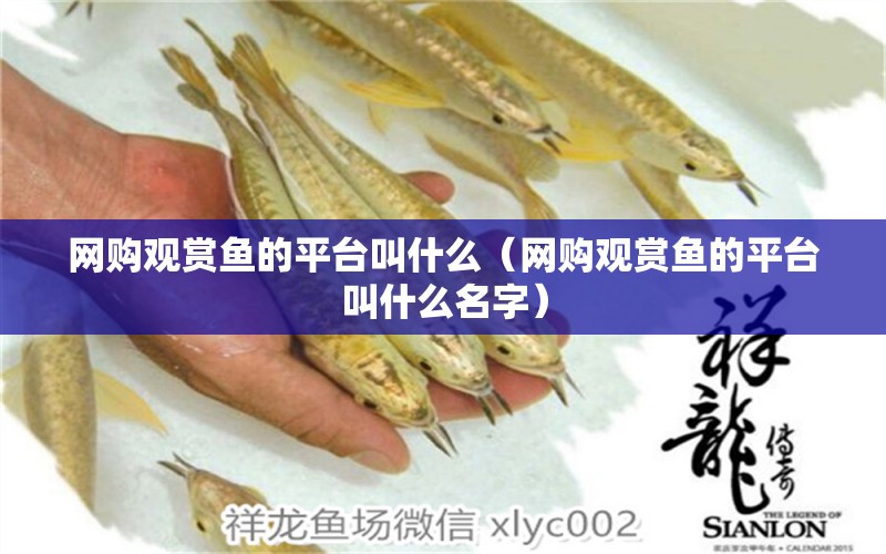 網(wǎng)購觀賞魚的平臺叫什么（網(wǎng)購觀賞魚的平臺叫什么名字）