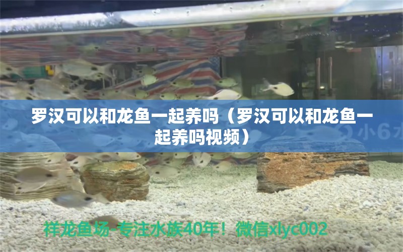 羅漢可以和龍魚一起養(yǎng)嗎（羅漢可以和龍魚一起養(yǎng)嗎視頻） 廣州龍魚批發(fā)市場