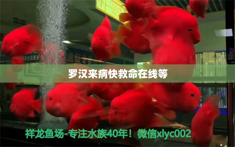 羅漢來病快救命在線等 龍魚疾病與治療