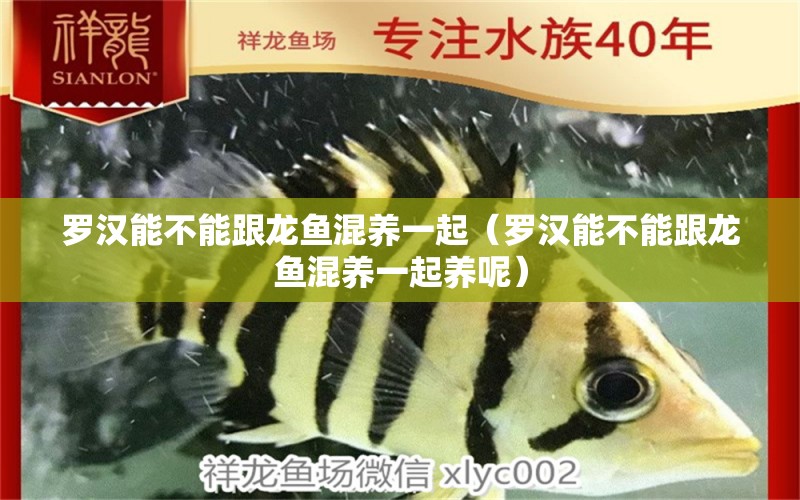 羅漢能不能跟龍魚混養(yǎng)一起（羅漢能不能跟龍魚混養(yǎng)一起養(yǎng)呢） 紅老虎魚