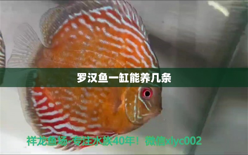 羅漢魚(yú)一缸能養(yǎng)幾條 羅漢魚(yú)