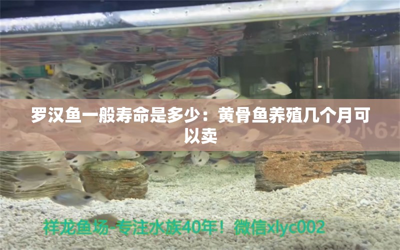 羅漢魚一般壽命是多少：黃骨魚養(yǎng)殖幾個月可以賣 羅漢魚