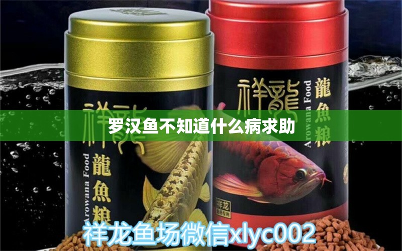 羅漢魚(yú)不知道什么病求助 羅漢魚(yú)