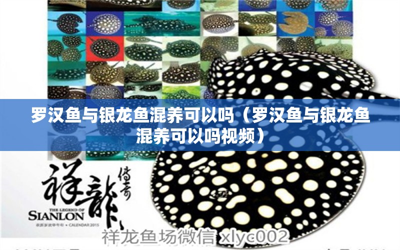 羅漢魚與銀龍魚混養(yǎng)可以嗎（羅漢魚與銀龍魚混養(yǎng)可以嗎視頻）