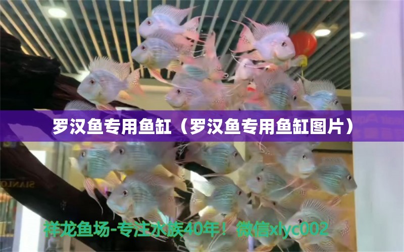 羅漢魚專用魚缸（羅漢魚專用魚缸圖片）