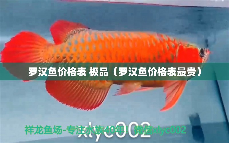 羅漢魚價(jià)格表 極品（羅漢魚價(jià)格表最貴） 羅漢魚