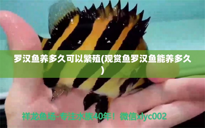 羅漢魚養(yǎng)多久可以繁殖(觀賞魚羅漢魚能養(yǎng)多久) 羅漢魚