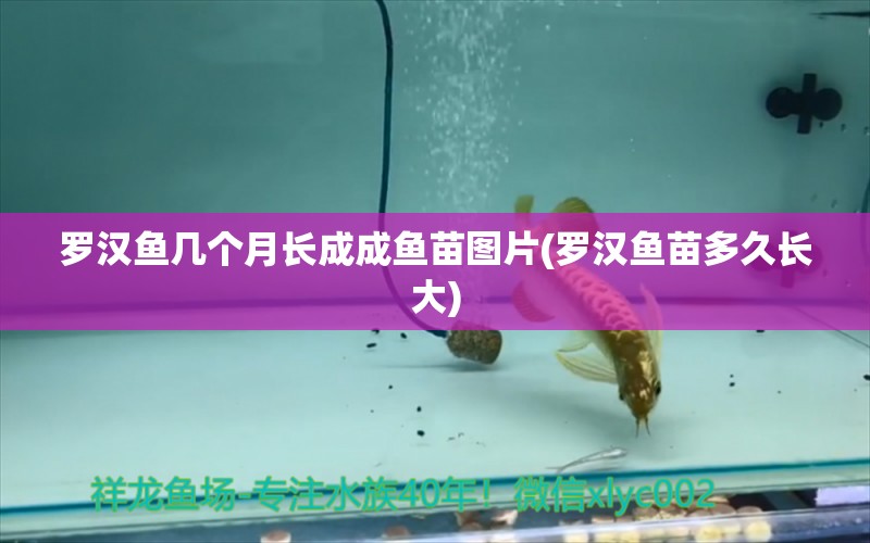 羅漢魚幾個月長成成魚苗圖片(羅漢魚苗多久長大) 羅漢魚