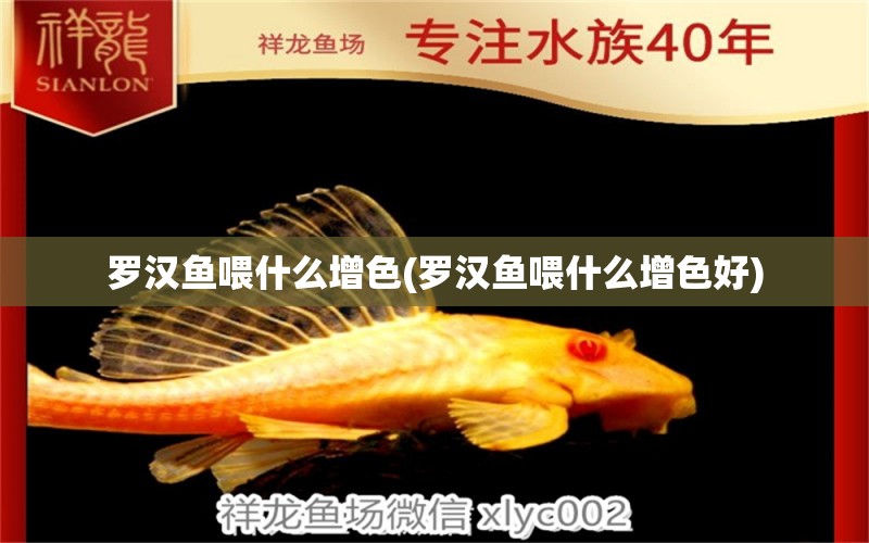 羅漢魚喂什么增色(羅漢魚喂什么增色好) 羅漢魚