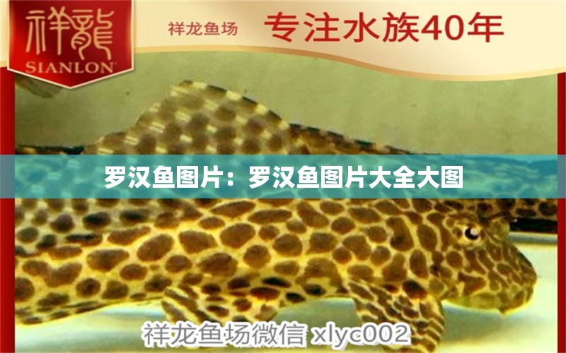 羅漢魚圖片：羅漢魚圖片大全大圖