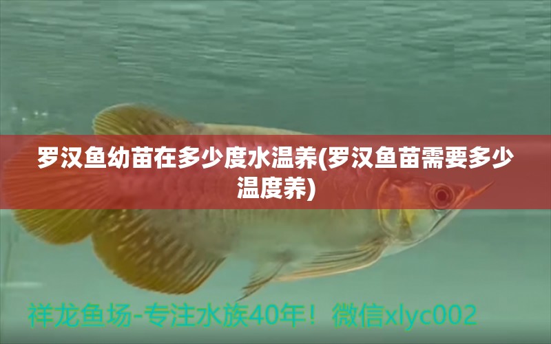 羅漢魚(yú)幼苗在多少度水溫養(yǎng)(羅漢魚(yú)苗需要多少溫度養(yǎng)) 羅漢魚(yú)