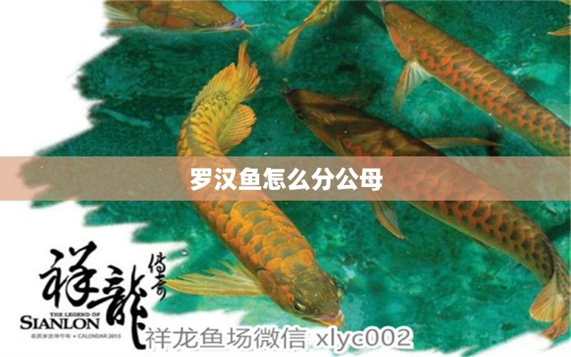 羅漢魚怎么分公母 羅漢魚