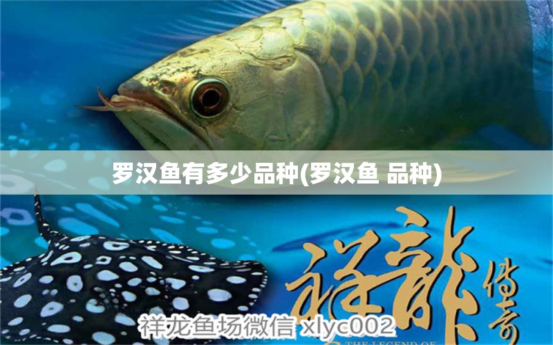 羅漢魚有多少品種(羅漢魚 品種) 羅漢魚