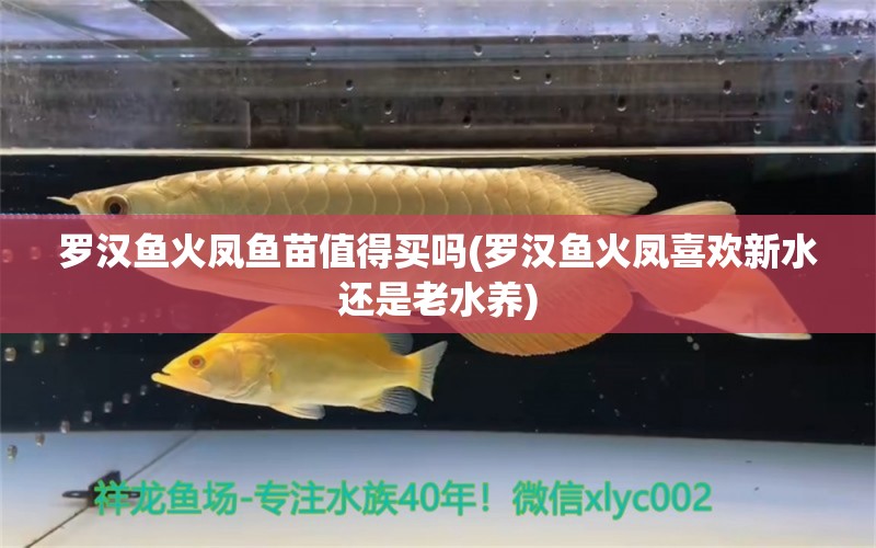 羅漢魚火鳳魚苗值得買嗎(羅漢魚火鳳喜歡新水還是老水養(yǎng)) 羅漢魚 第1張