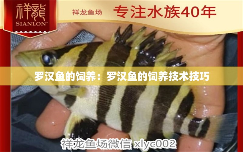 羅漢魚的飼養(yǎng)：羅漢魚的飼養(yǎng)技術(shù)技巧 羅漢魚