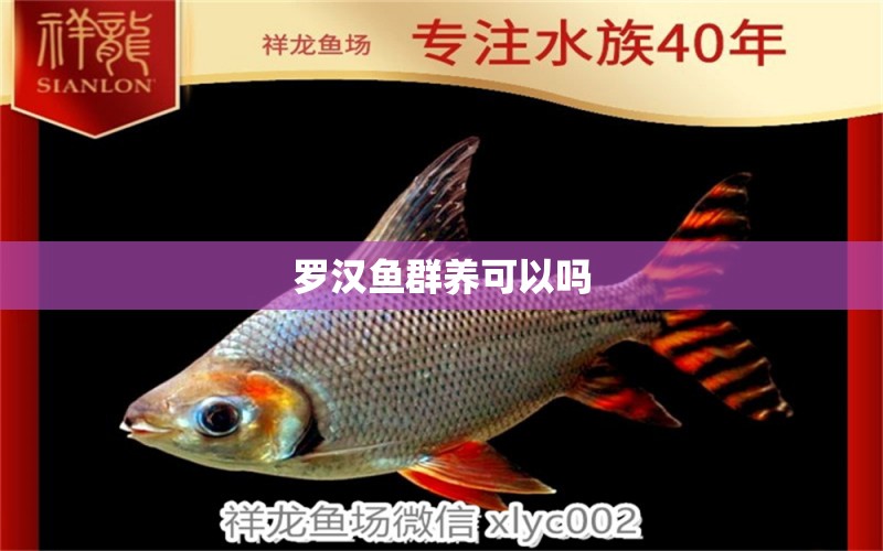 羅漢魚群養(yǎng)可以嗎 純血皇冠黑白魟魚 第2張