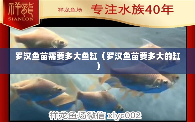 羅漢魚苗需要多大魚缸（羅漢魚苗要多大的缸） 羅漢魚