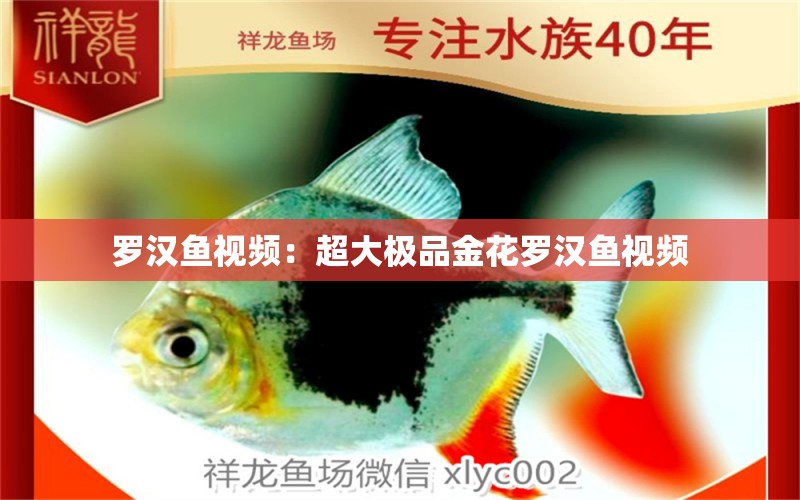 羅漢魚視頻：超大極品金花羅漢魚視頻