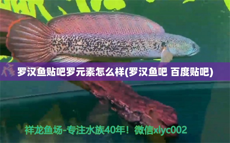 羅漢魚貼吧羅元素怎么樣(羅漢魚吧 百度貼吧) 羅漢魚