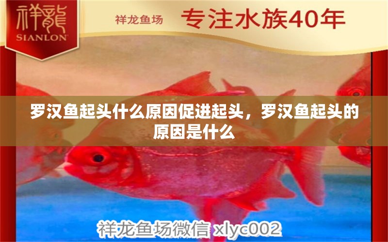 羅漢魚起頭什么原因促進起頭，羅漢魚起頭的原因是什么 羅漢魚