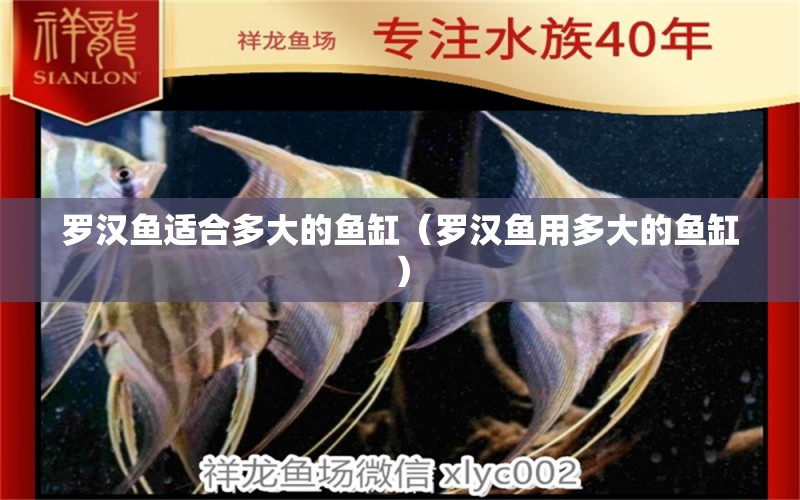 羅漢魚適合多大的魚缸（羅漢魚用多大的魚缸） 祥龍藍珀金龍魚