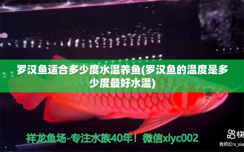 羅漢魚適合多少度水溫養(yǎng)魚(羅漢魚的溫度是多少度最好水溫) 羅漢魚