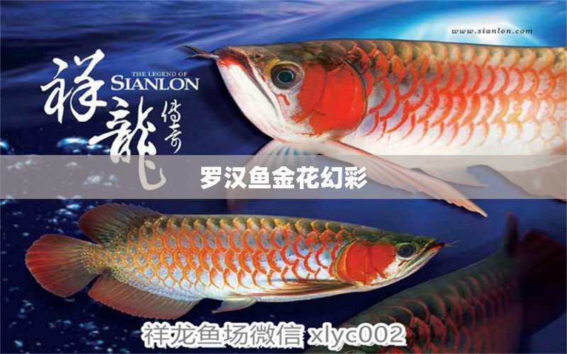 羅漢魚金花幻彩