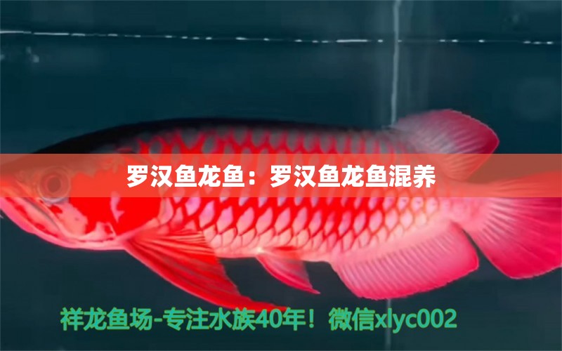 羅漢魚龍魚：羅漢魚龍魚混養(yǎng)