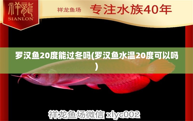 羅漢魚(yú)20度能過(guò)冬嗎(羅漢魚(yú)水溫20度可以嗎) 羅漢魚(yú)