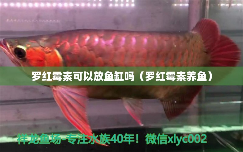 羅紅霉素可以放魚缸嗎（羅紅霉素養(yǎng)魚） 廣州觀賞魚批發(fā)市場(chǎng)