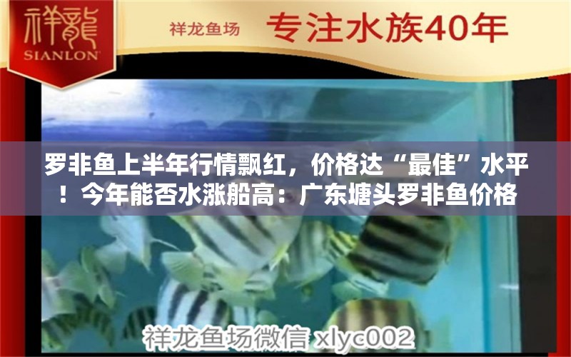 羅非魚上半年行情飄紅，價格達“最佳”水平！今年能否水漲船高：廣東塘頭羅非魚價格