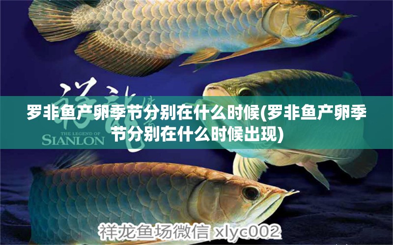 羅非魚(yú)產(chǎn)卵季節(jié)分別在什么時(shí)候(羅非魚(yú)產(chǎn)卵季節(jié)分別在什么時(shí)候出現(xiàn)) 稀有紅龍品種